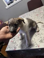 Ace, a male Jack Russell Terrier for sale in Riverdale Park, MD – Photo 3 of 3