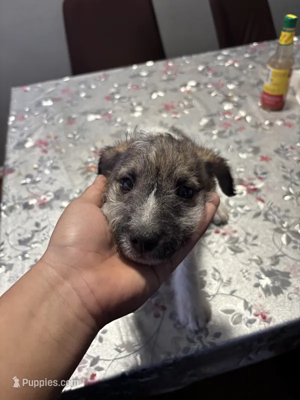 Ace – Jack Russell Terrier puppy for sale in Riverdale Park, MD