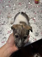 Ace, a male Jack Russell Terrier for sale in Riverdale Park, MD – Photo 2 of 3