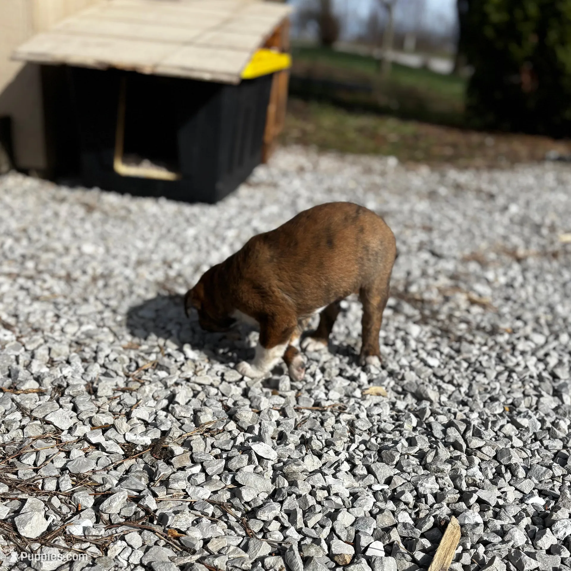 No Name – American Pit Bull Terrier puppy for sale in Sedalia, MO