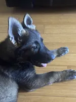 Cookie, a female German Shepherd Dog for sale in Los Angeles, CA – 1 of 2