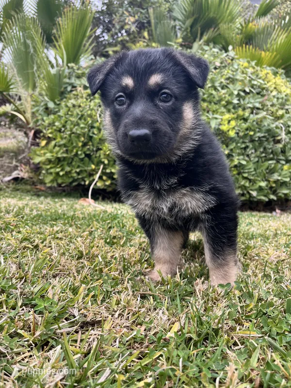 Ribeye – German Shepherd Dog puppy for sale in Rowland Heights, CA