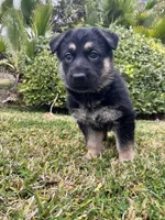 Ribeye, a female German Shepherd Dog for sale in Rowland Heights, CA – 1 of 1