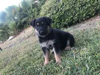 Latte, a female German Shepherd Dog for sale in Rowland Heights, CA – 1 of 1