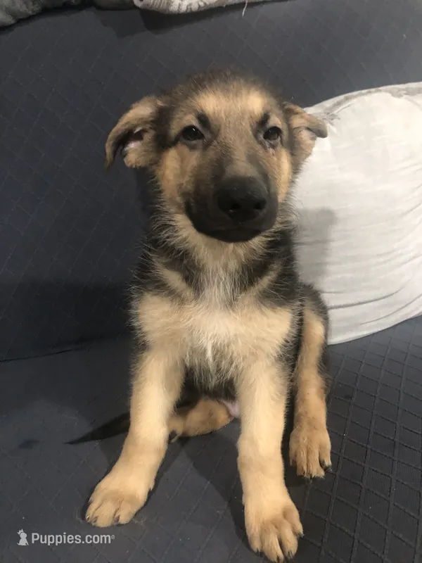 Cafe – German Shepherd Dog puppy for sale in Rowland Heights, CA