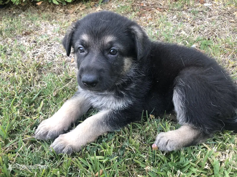 Porterhouse – German Shepherd Dog puppy for sale in Rowland Heights, CA