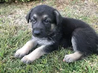 Porterhouse, a female German Shepherd Dog for sale in Rowland Heights, CA – 1 of 1