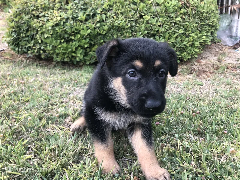 Mignon – German Shepherd Dog puppy for sale in Rowland Heights, CA