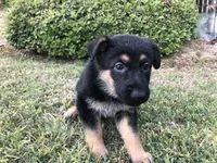 Mignon, a female German Shepherd Dog for sale in Rowland Heights, CA – 1 of 1