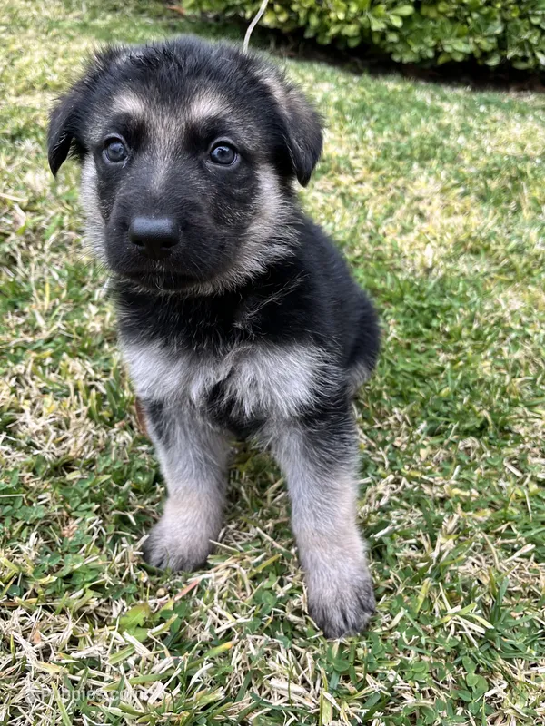 Frappe – German Shepherd Dog puppy for sale in Rowland Heights, CA