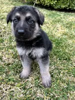 Frappe, a female German Shepherd Dog for sale in Rowland Heights, CA – 1 of 1