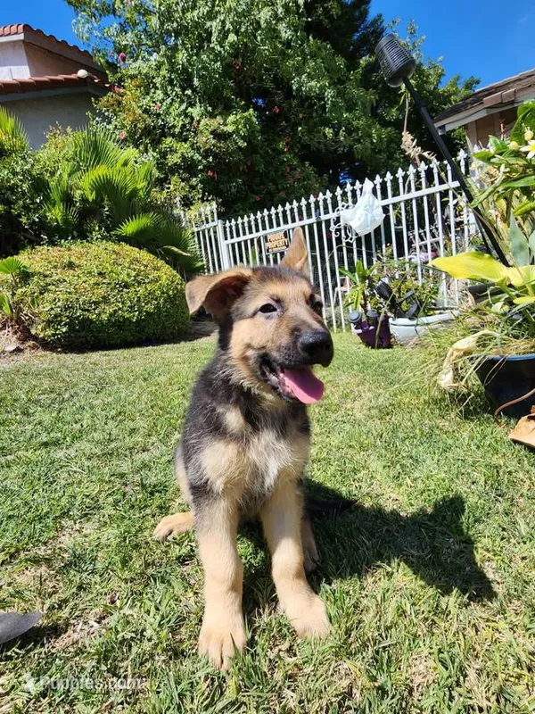 Tomohawk – German Shepherd Dog puppy for sale in Rowland Heights, CA