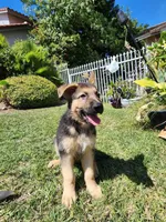 Tomohawk, a female German Shepherd Dog for sale in Rowland Heights, CA – 1 of 1