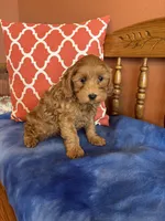 Piper, a female Cavapoo for sale in Seneca, KS – Photo 4 of 10