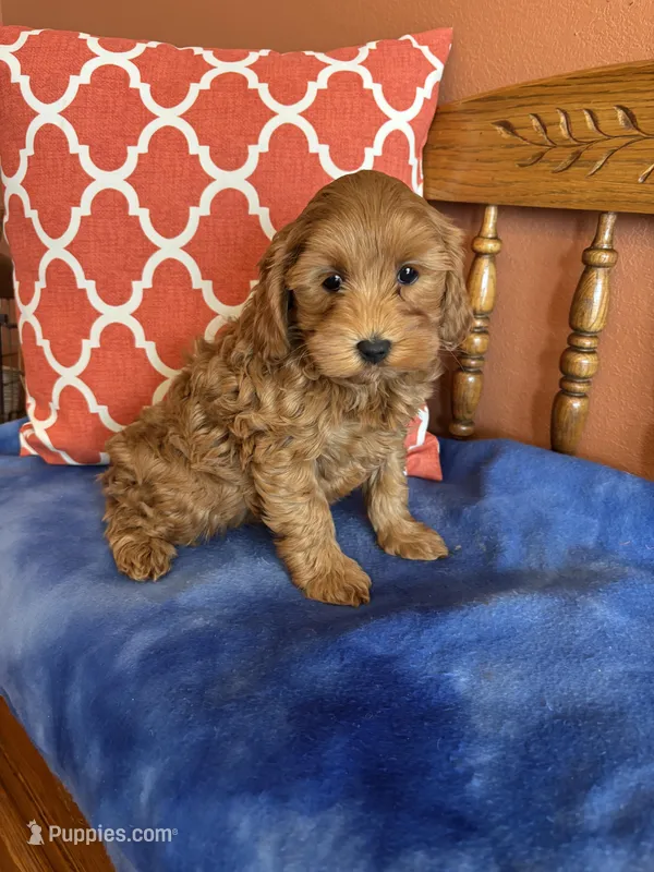Piper – Cavapoo puppy for sale in Seneca, KS