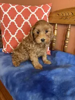 Piper, a female Cavapoo for sale in Seneca, KS – Photo 1 of 10