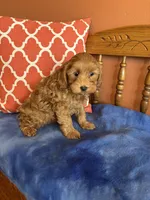 Piper, a female Cavapoo for sale in Seneca, KS – Photo 5 of 10