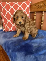 Piper, a female Cavapoo for sale in Seneca, KS – Photo 2 of 10