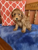 Piper, a female Cavapoo for sale in Seneca, KS – Photo 8 of 10