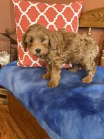 Piper, a female Cavapoo for sale in Seneca, KS – Photo 6 of 10