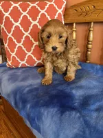 Piper, a female Cavapoo for sale in Seneca, KS – Photo 3 of 10