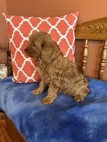 Piper, a female Cavapoo for sale in Seneca, KS – Photo 7 of 10