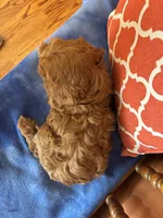 Piper, a female Cavapoo for sale in Seneca, KS – Photo 10 of 10