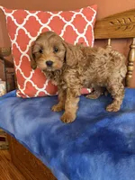 Piper, a female Cavapoo for sale in Seneca, KS – Photo 9 of 10