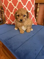 Max, a male Cavapoo for sale in Seneca, KS – 2 of 8