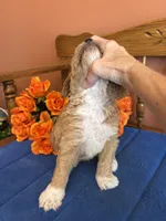 Wally, a male Miniature Goldendoodle for sale in Seneca, KS – 3 of 9