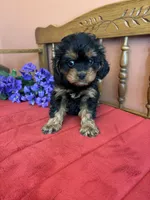 Phoebe, a female Cavapoo for sale in Seneca, KS – 9 of 10