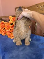 Jax, a male Miniature Goldendoodle for sale in Seneca, KS – 4 of 10
