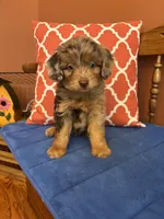 Boz, a male Miniature Aussiedoodle for sale in Seneca, KS – 4 of 9