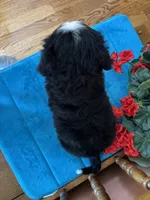 Mia, a female Miniature Bernedoodle for sale in Seneca, KS – 9 of 10