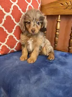 Tori, a female Miniature Aussiedoodle for sale in Seneca, KS – 9 of 10