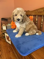 Wally, a male Miniature Goldendoodle for sale in Seneca, KS – 8 of 9