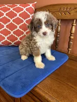 Cocoa, a female Miniature Aussiedoodle for sale in Seneca, KS – 5 of 10