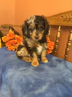 Gunner , a male Miniature Aussiedoodle for sale in Seneca, KS – 6 of 10