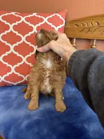 Tippy, a male Cavapoo for sale in Seneca, KS – 5 of 9