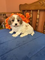 Sasha, a female Cavapoo for sale in Seneca, KS – 8 of 9