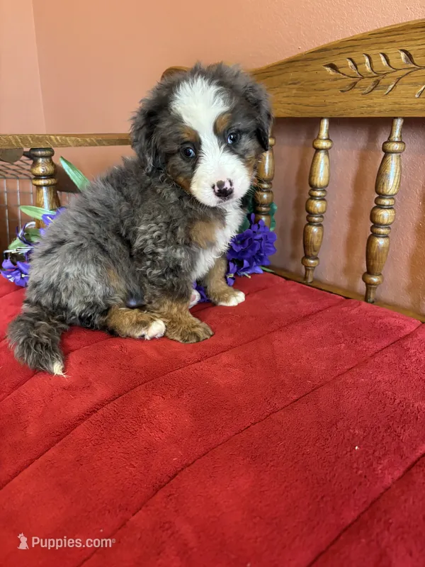 Winston – Miniature Bernedoodle puppy for sale in Seneca, KS