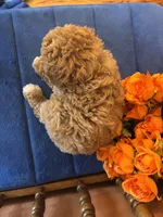 processed/0d949a9f-a6e0-4ffc-90a0-e3a2cc8fbb65/listing/07fb45cd-a235-4c83-8837-b3d3021e23ef/873bbbba-d600-4130-b6f0-661d6f24f717