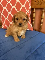 Max, a male Cavapoo for sale in Seneca, KS – 4 of 8