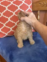 Alexis, a female Miniature Goldendoodle for sale in Seneca, KS – 4 of 10