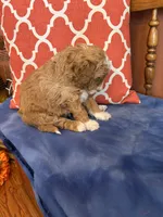 Luna, a female Miniature Goldendoodle for sale in Seneca, KS – 5 of 5