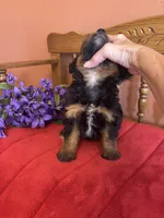 Milo, a male Miniature Aussiedoodle for sale in Seneca, KS – 3 of 8