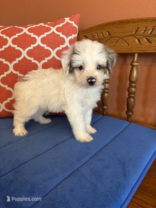 Penny, a female Miniature Aussiedoodle for sale in Seneca, KS – 1 of 8