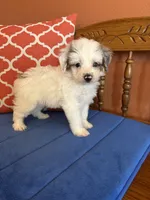 Penny, a female Miniature Aussiedoodle for sale in Seneca, KS – 1 of 8