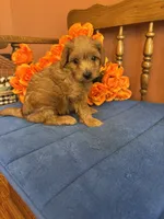Lilly, a female Miniature Goldendoodle for sale in Seneca, KS – 2 of 8