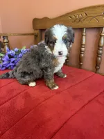 Dakota, a female Miniature Bernedoodle for sale in Seneca, KS – 7 of 9